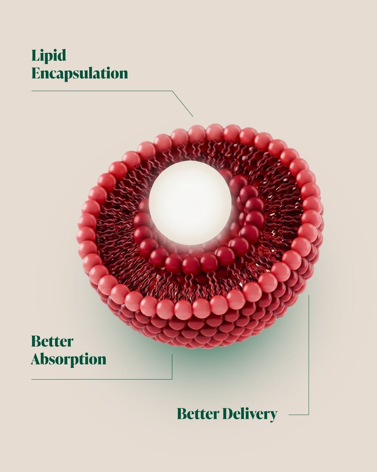 Cutaway of the liposomal beadlet with magnesium glycinate inside a lipid bilayer shell.